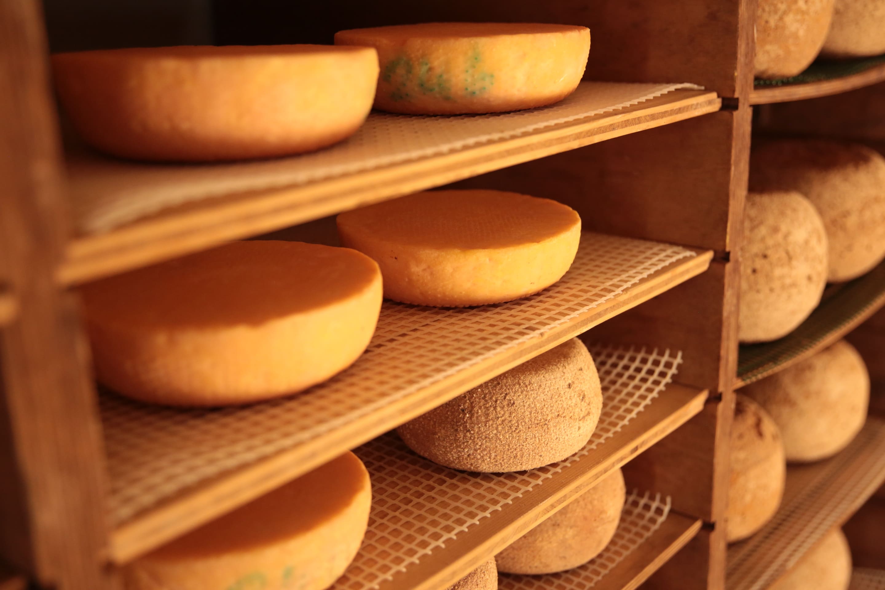 Kuhmilchkäse im Reifekeller