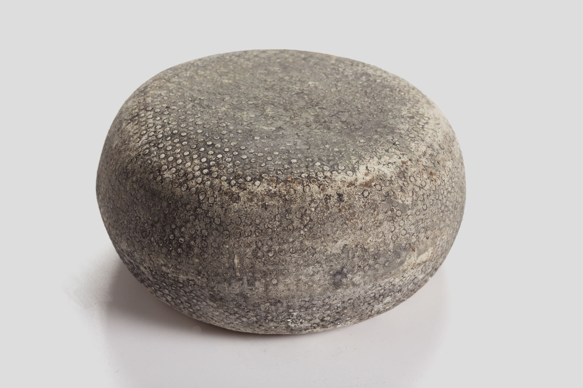Pecorino Tosca. stagio.