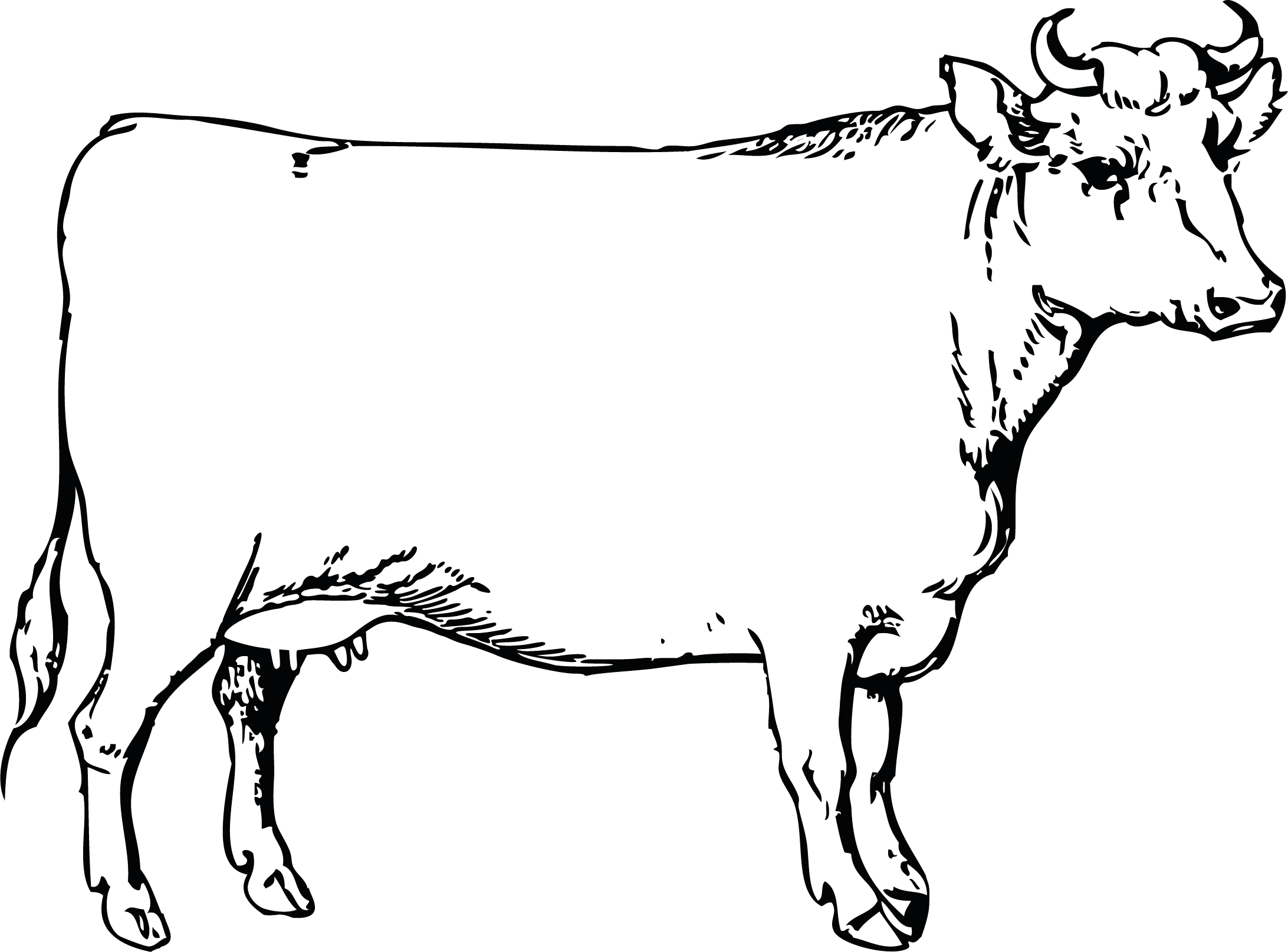 Illustration einer Kuh – Käse aus Kuhmilch