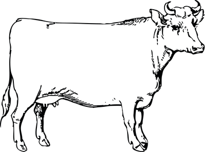 Illustration einer Kuh – Käse aus Kuhmilch
