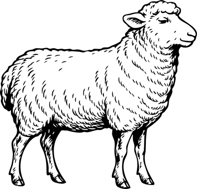 Illustration eines Schafs – Käse aus Schafmilch