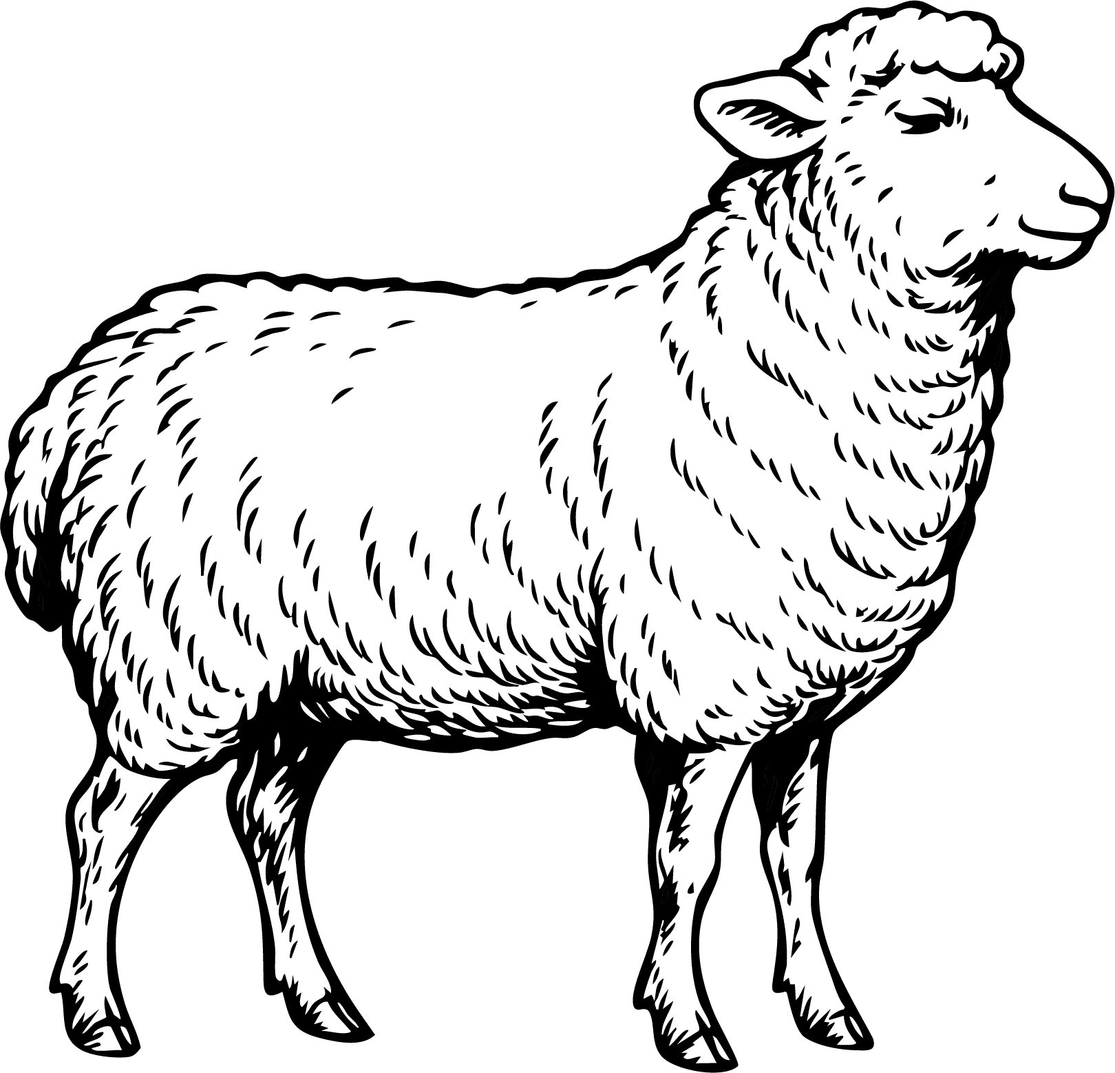 Illustration eines Schafs – Käse aus Schafmilch